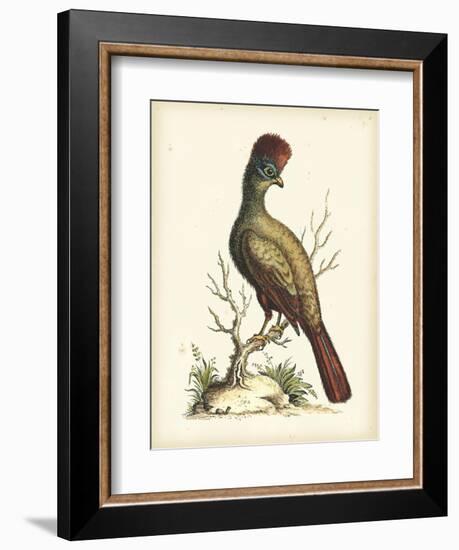 Regal Pheasants IV-George Edwards-Framed Art Print