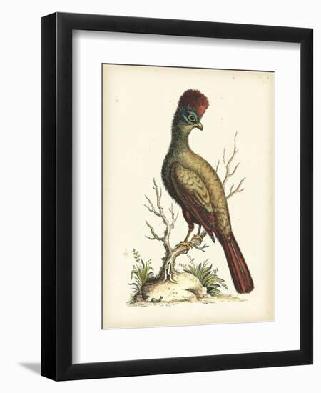 Regal Pheasants IV-George Edwards-Framed Art Print