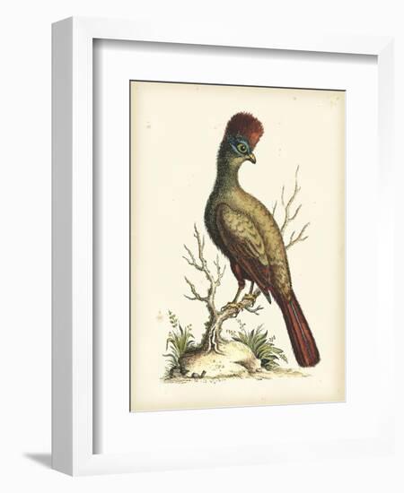 Regal Pheasants IV-George Edwards-Framed Art Print