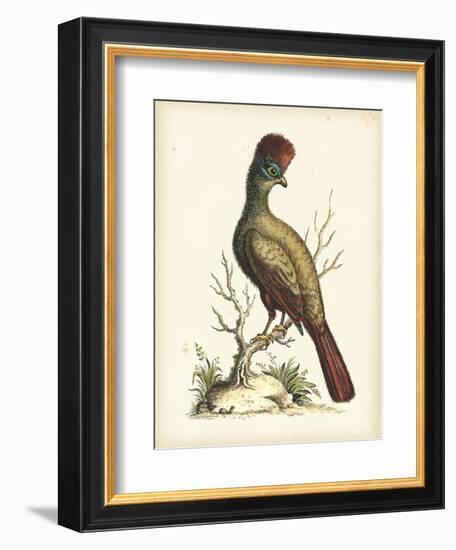 Regal Pheasants IV-George Edwards-Framed Art Print