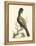 Regal Pheasants IV-George Edwards-Framed Stretched Canvas