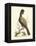 Regal Pheasants IV-George Edwards-Framed Stretched Canvas