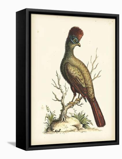 Regal Pheasants IV-George Edwards-Framed Stretched Canvas