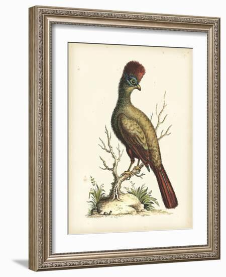 Regal Pheasants IV-George Edwards-Framed Art Print