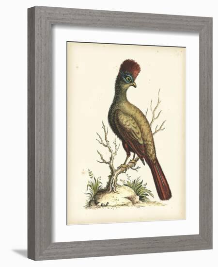 Regal Pheasants IV-George Edwards-Framed Art Print