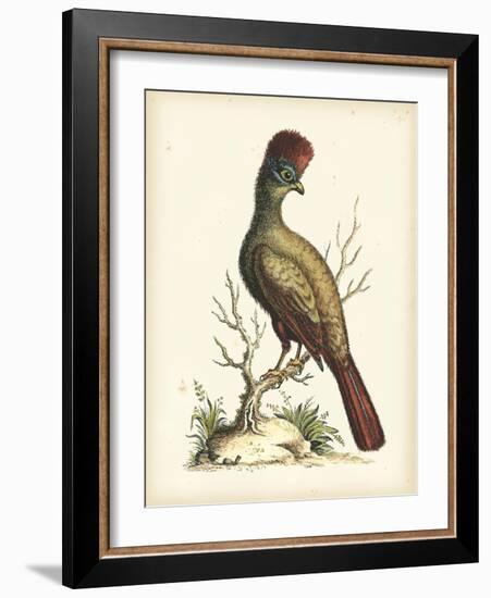 Regal Pheasants IV-George Edwards-Framed Art Print