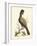 Regal Pheasants IV-George Edwards-Framed Art Print