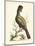 Regal Pheasants IV-George Edwards-Mounted Art Print