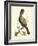 Regal Pheasants IV-George Edwards-Framed Art Print