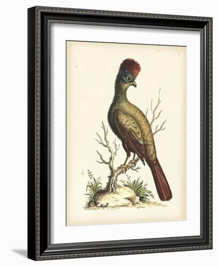 Regal Pheasants IV-George Edwards-Framed Art Print