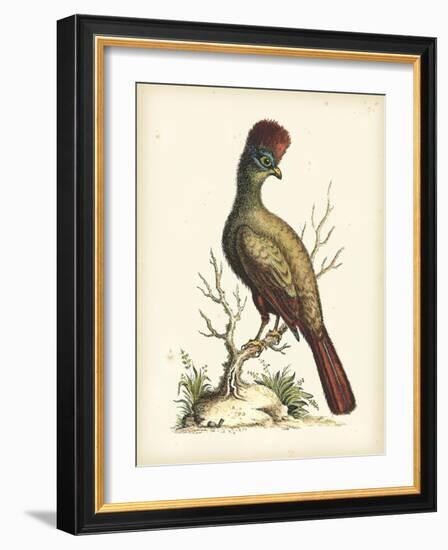 Regal Pheasants IV-George Edwards-Framed Art Print