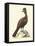 Regal Pheasants V-George Edwards-Framed Stretched Canvas