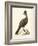 Regal Pheasants V-George Edwards-Framed Art Print