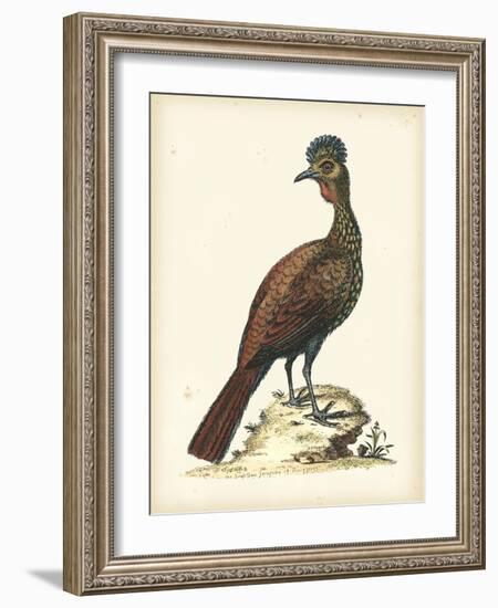 Regal Pheasants V-George Edwards-Framed Art Print