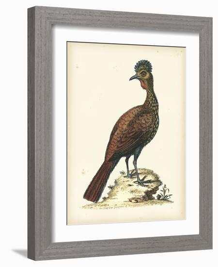 Regal Pheasants V-George Edwards-Framed Art Print