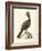 Regal Pheasants V-George Edwards-Framed Art Print