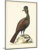Regal Pheasants V-George Edwards-Mounted Art Print