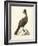 Regal Pheasants V-George Edwards-Framed Art Print