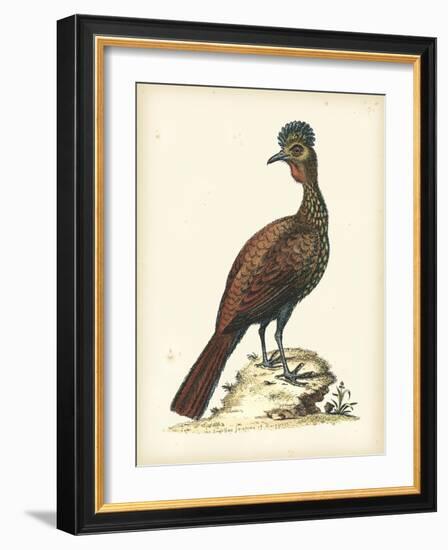 Regal Pheasants V-George Edwards-Framed Art Print