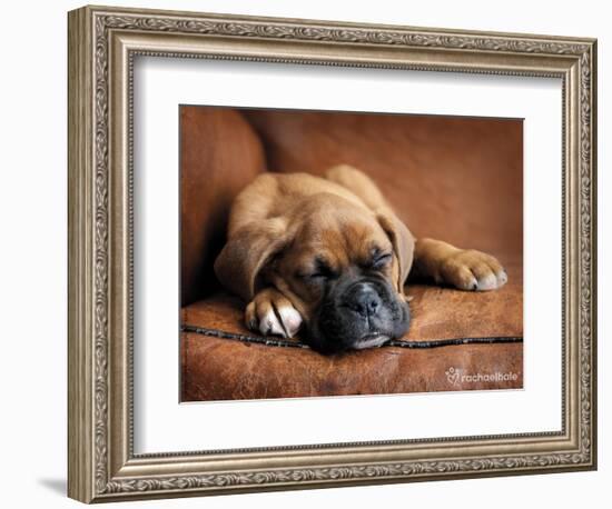 Regal-Rachael Hale-Framed Photographic Print