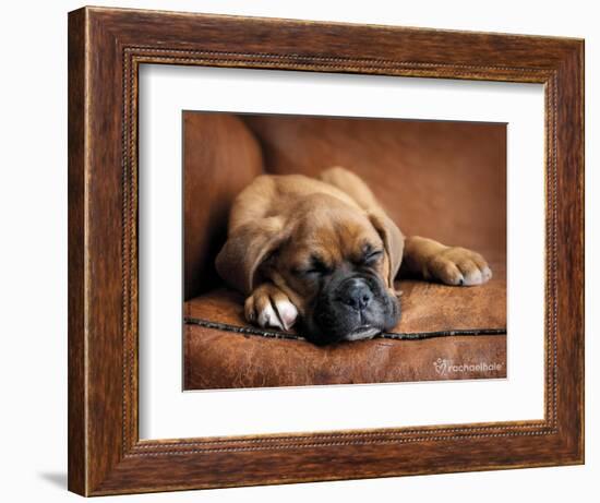 Regal-Rachael Hale-Framed Photographic Print