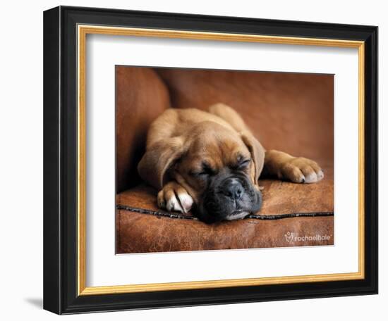 Regal-Rachael Hale-Framed Photographic Print