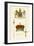 Regalia of Scotland - Arms, Staff, Sword and Crown-Hugh Clark-Framed Art Print