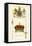 Regalia of Scotland - Arms, Staff, Sword and Crown-Hugh Clark-Framed Stretched Canvas