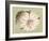 Regencé Lily II-Sarah Chilton-Framed Art Print