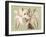 Regencé Lily IV-Sarah Chilton-Framed Art Print