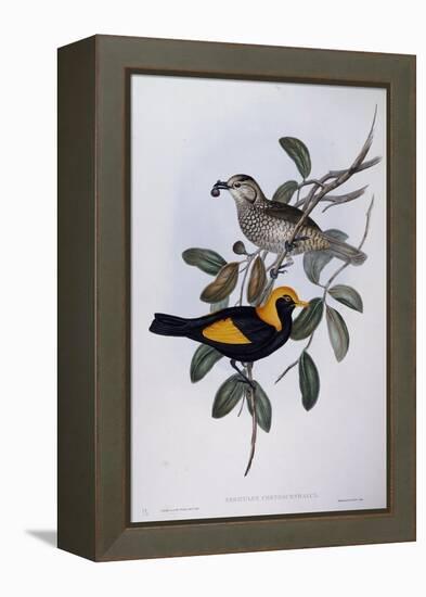 Regent Bowerbird (Sericulus Chrysocephalus)-John Gould-Framed Premier Image Canvas