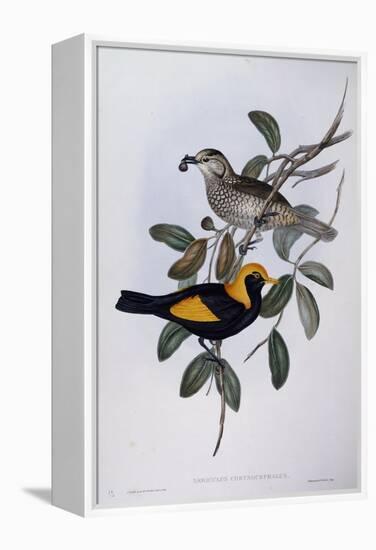 Regent Bowerbird (Sericulus Chrysocephalus)-John Gould-Framed Premier Image Canvas