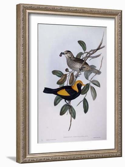 Regent Bowerbird (Sericulus Chrysocephalus)-John Gould-Framed Giclee Print