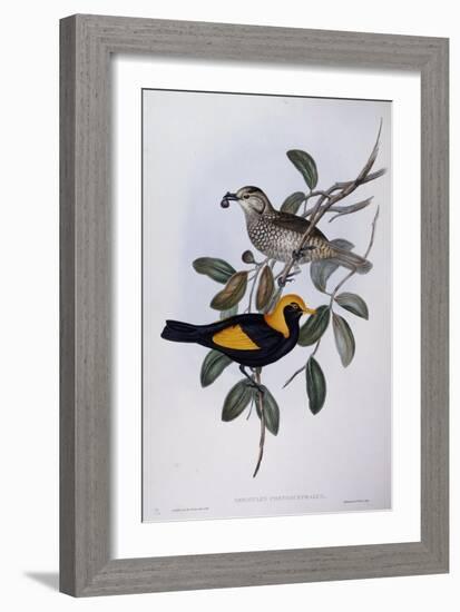 Regent Bowerbird (Sericulus Chrysocephalus)-John Gould-Framed Giclee Print