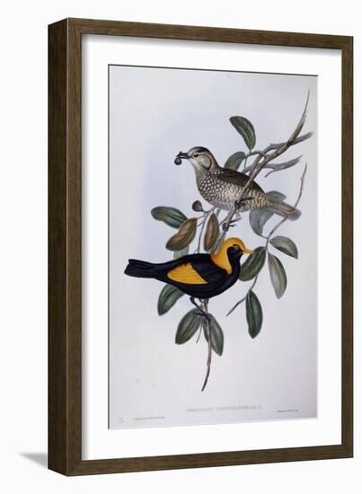 Regent Bowerbird (Sericulus Chrysocephalus)-John Gould-Framed Giclee Print