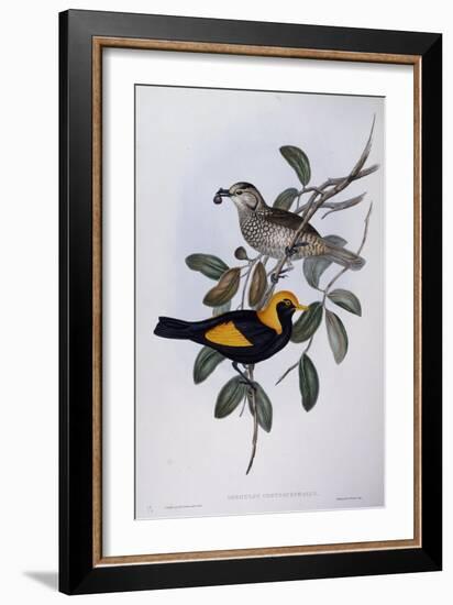 Regent Bowerbird (Sericulus Chrysocephalus)-John Gould-Framed Giclee Print