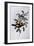 Regent Bowerbird (Sericulus Chrysocephalus)-John Gould-Framed Giclee Print