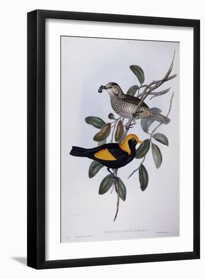 Regent Bowerbird (Sericulus Chrysocephalus)-John Gould-Framed Giclee Print