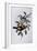 Regent Bowerbird (Sericulus Chrysocephalus)-John Gould-Framed Giclee Print