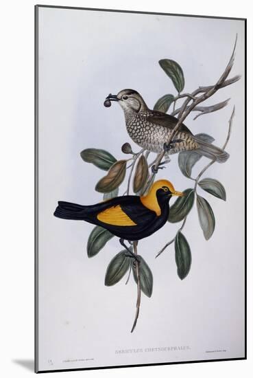 Regent Bowerbird (Sericulus Chrysocephalus)-John Gould-Mounted Giclee Print