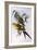 Regent Parrot (Polytelis Anthopeplus)-John Gould-Framed Giclee Print