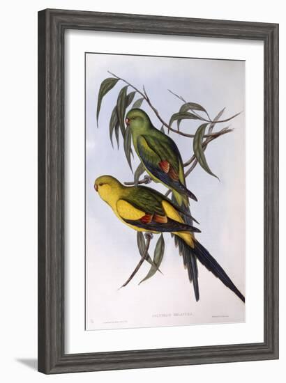 Regent Parrot (Polytelis Anthopeplus)-John Gould-Framed Giclee Print