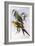 Regent Parrot (Polytelis Anthopeplus)-John Gould-Framed Giclee Print