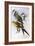 Regent Parrot (Polytelis Anthopeplus)-John Gould-Framed Giclee Print