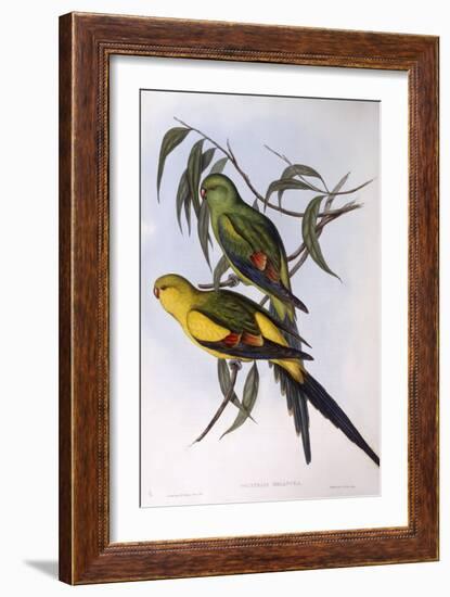 Regent Parrot (Polytelis Anthopeplus)-John Gould-Framed Giclee Print