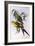 Regent Parrot (Polytelis Anthopeplus)-John Gould-Framed Giclee Print