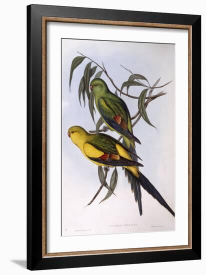 Regent Parrot (Polytelis Anthopeplus)-John Gould-Framed Giclee Print