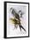 Regent Parrot (Polytelis Anthopeplus)-John Gould-Framed Giclee Print