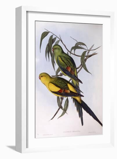 Regent Parrot (Polytelis Anthopeplus)-John Gould-Framed Giclee Print