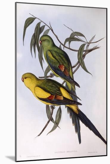 Regent Parrot (Polytelis Anthopeplus)-John Gould-Mounted Giclee Print